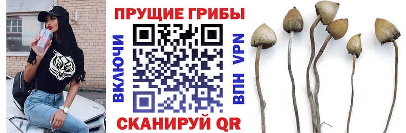 купить наркотик  Канаш  hydra ссылки  Галлюциногенные грибы MAGIC MUSHROOMS 